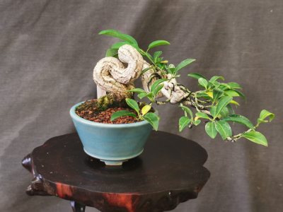 Eleagnus