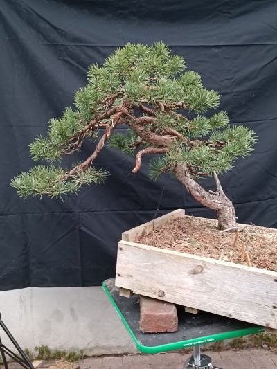 Sylvestre yamadori