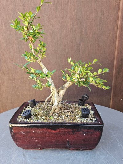Lonicera Nitida