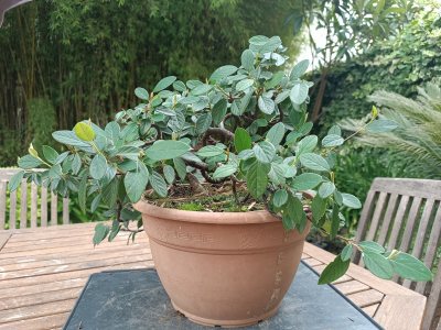 Cotoneaster 044