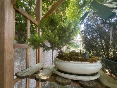 Pinus Halepensis