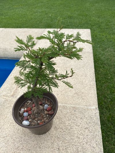 Vachellia Caven espinillo