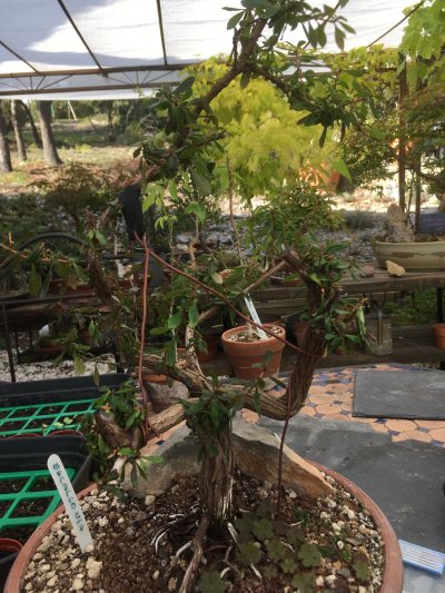 Escallonia