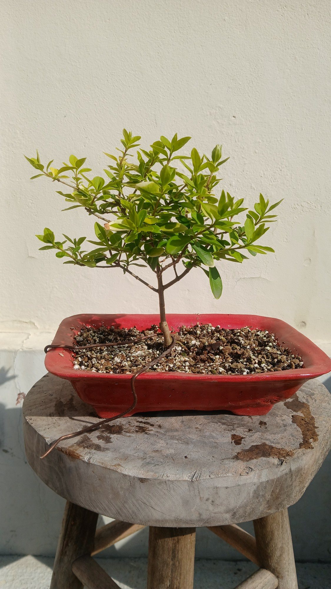 Photo 5