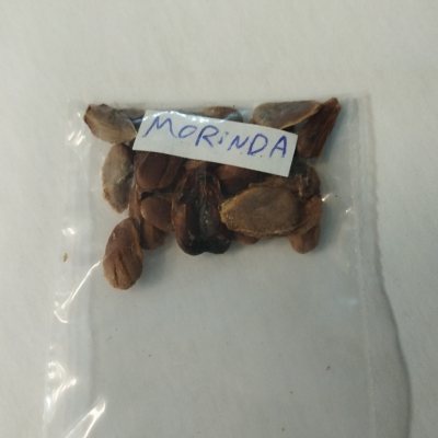 Моринда цитрусовая, или Нони семена