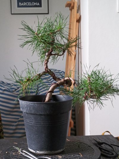 Pin Sylvestre 1