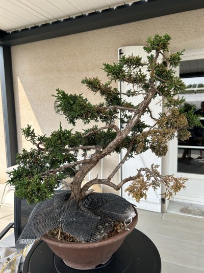 Genévrier chinensis - Trophy