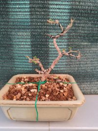 Penggantian Pot - 09/06/25 - Photo 1/1