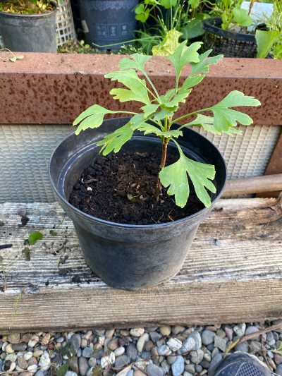 Ginkgo 03
