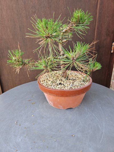 Pin ponderosa