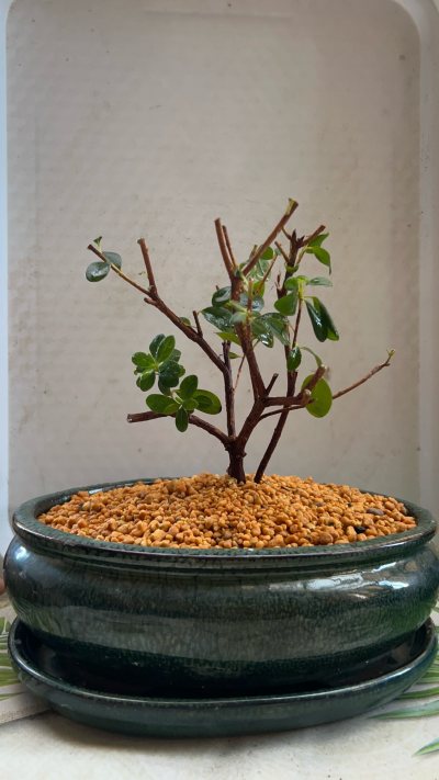 Azalea