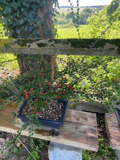 Cotoneaster