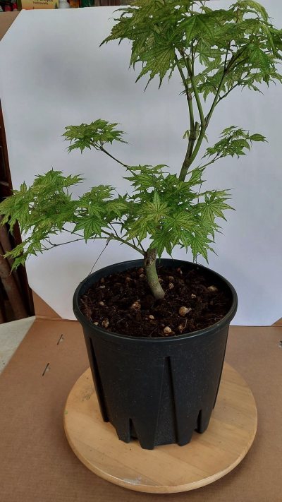 Acer reticulatum