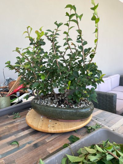 Olmo corticosa