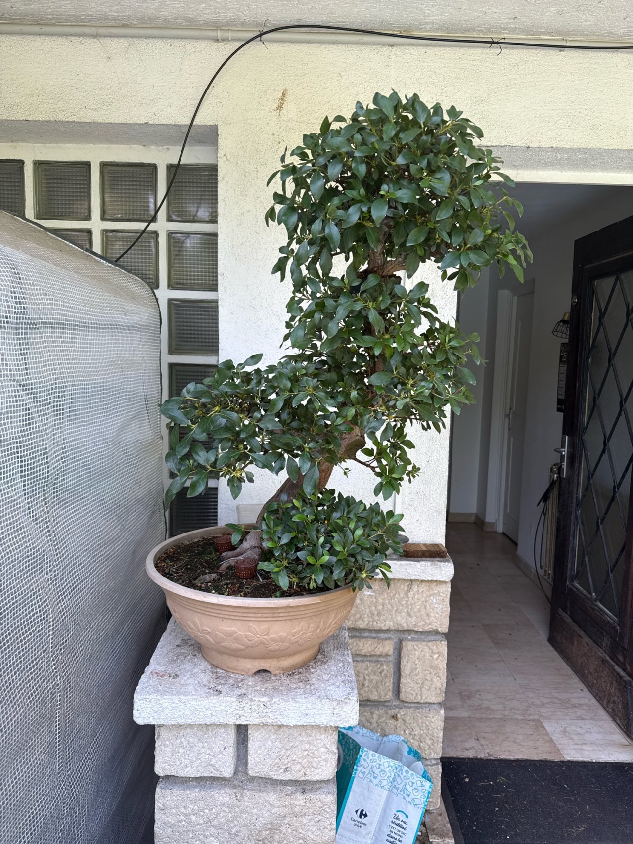 Photo 11