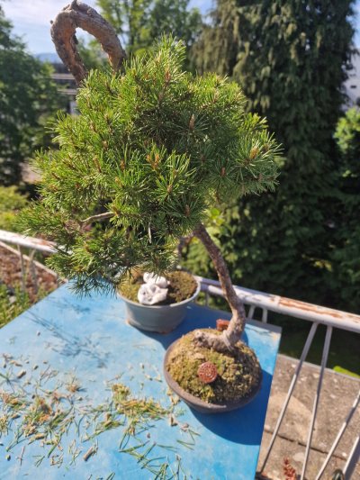 Bunjin pine