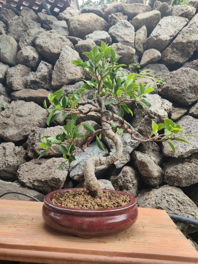 Ficus Tiger Bark 1
