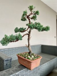 가지치기 및 배선 - 24. 5. 22. - Photo 1/1