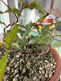 Fertilizzazione - 09/09/25 - Photo 1/1