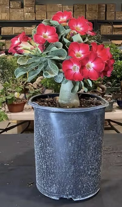 Desert rose - lil red riding hood