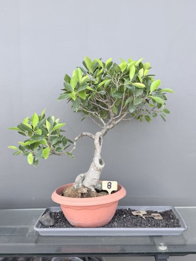 Ficus