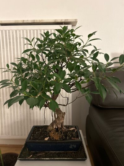 Dad Ficus