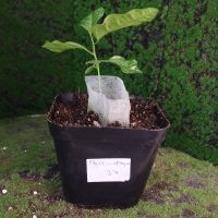Slip potting - 5/21/26 - Photo 1/1
