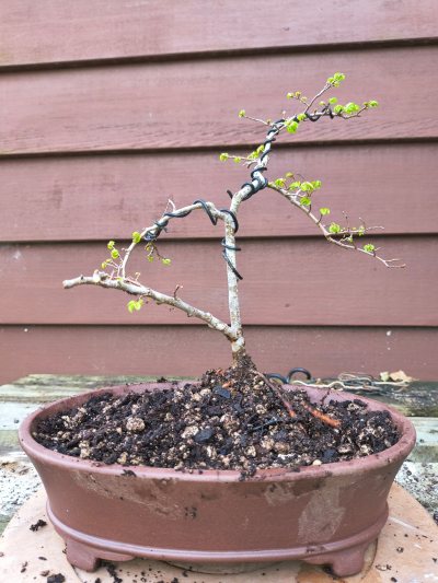 Chinese Elm 016