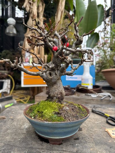 Malus Shohin #130
