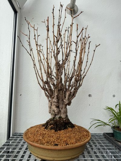 Ginkgo “Pardo”
