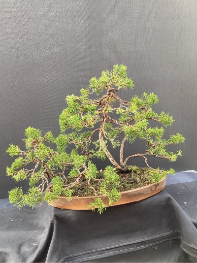 Juniperus Radeau