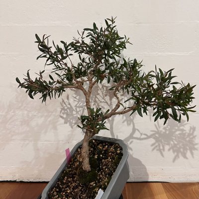 Teatree “Starry Night”