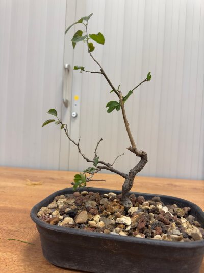 Prunus cerasifera