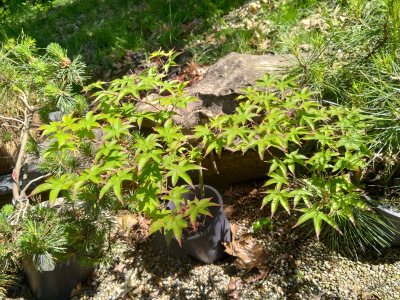 Japanese maple, Tsuma Gaki