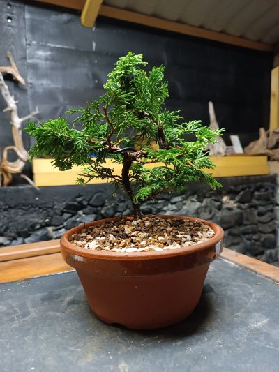 Hinoki 103