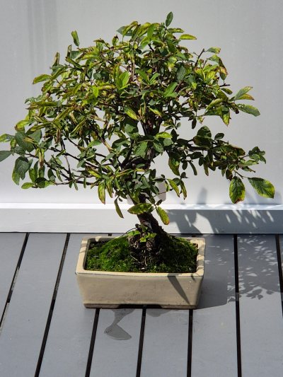 17. Sleedoorn PRUNUS SPINOZA