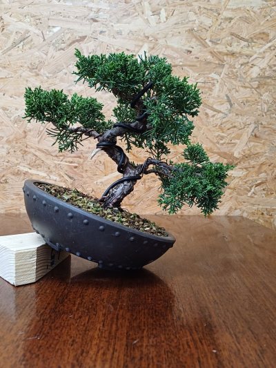Juniperus 4