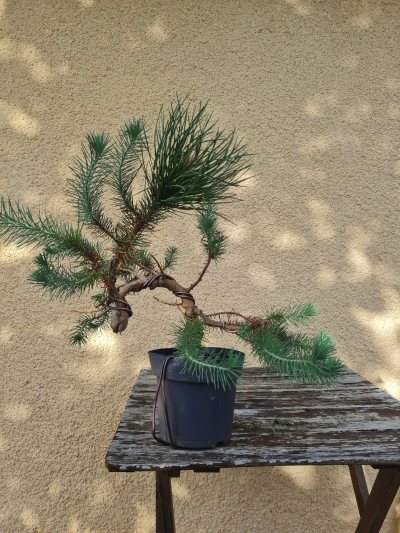 Pin parasol
