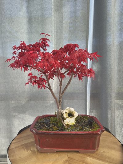 Angie's roter Ahorn