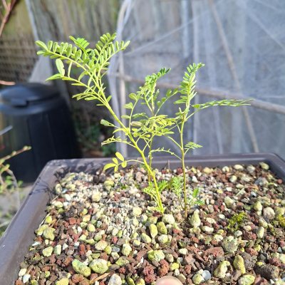 Kakabeak clump