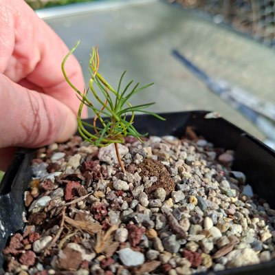 Japanese Black Pine 4
