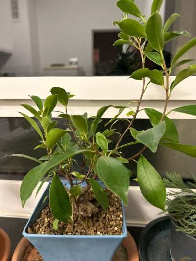 Ficus II