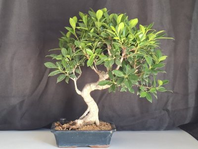 Ficus Benjamin