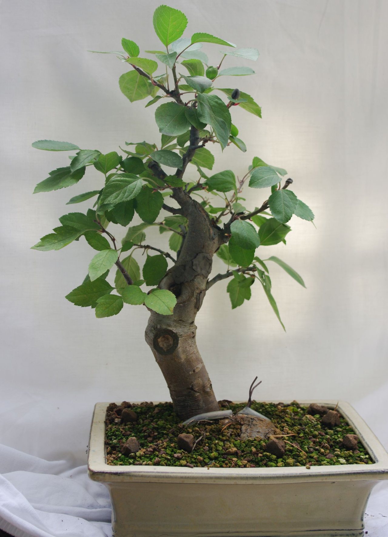 Photo 7
