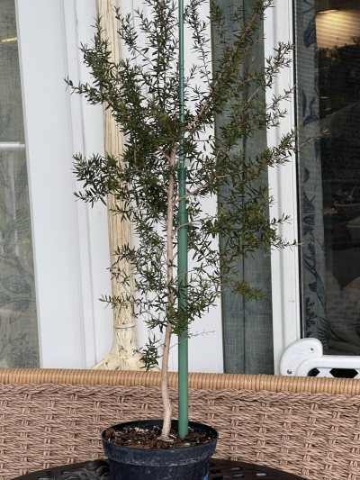 New Zealand tea bonsai