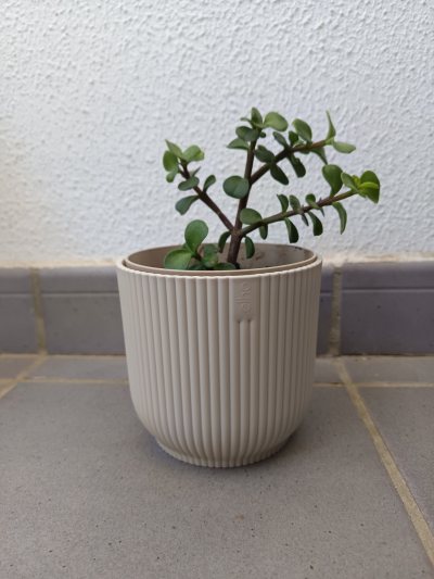 Portulacaria afra