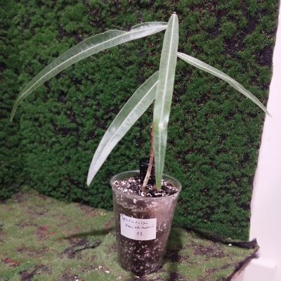 Брахихитон наскальный 🌳 БрН12