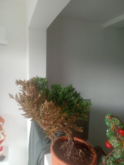 Bonsai carlos