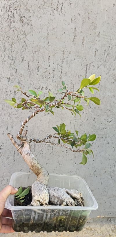 Ficus első