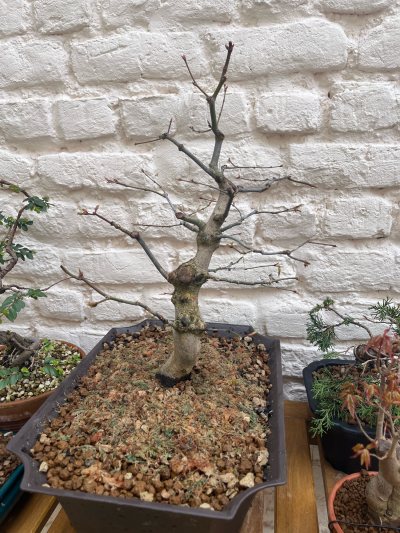 Acer palmatum